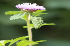 Centratherum punctatum